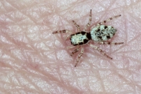 Une femelle saltique (Araneae - Salticidae - Salticus mutabilis)